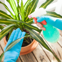 Spring Cleaning for Indoor Plants: Refreshing and Revitalizing