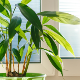 Sunlight Adjustments: Adapting Indoor Plant Care for Changing Seasons