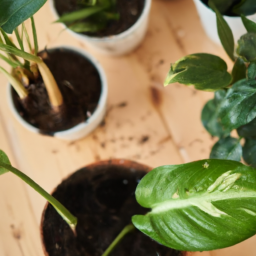 When Growing Indoor Plants