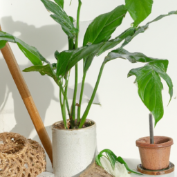 Where to Buy Indoor Plants in Manila