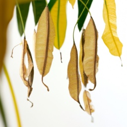 Why Indoor Plants Leaves Turn Brown