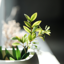 Indoor Plants Artificial