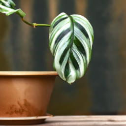 Indoor Plants Health Benefits