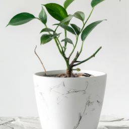 Indoor Plants Islamabad