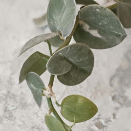 Indoor Plants Israel