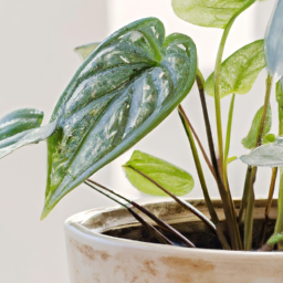 Indoor Plants Issues