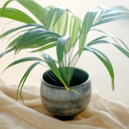 Indoor Plants Issues