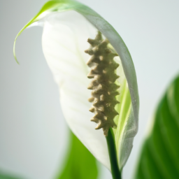 Indoor Plants Like Peace Lily