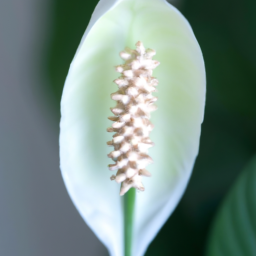 Indoor Plants Like Peace Lily