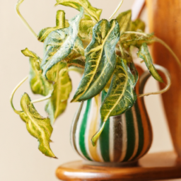 Indoor Plants Pet Friendly