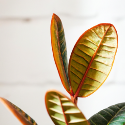 Indoor Plants Pet Friendly