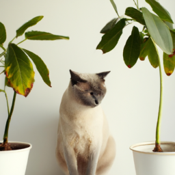 Indoor Plants Toxic To Cats? – Stay Aware: Indoor Plants That Pose ...