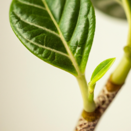 Indoor Plants Virginia Tech