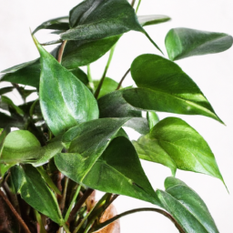 Indoor Plants Without Bugs