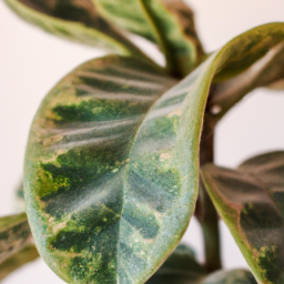 Indoor Plants Without Bugs