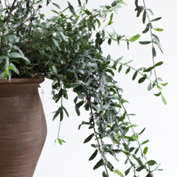 Indoor Plants and Trees