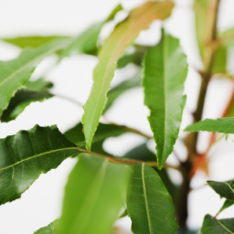 Indoor Plants and Trees