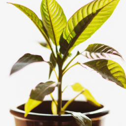 Indoor light for plants