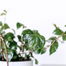 Indoor light for plants