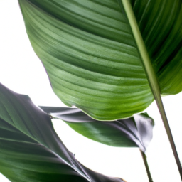 Indoor plant with large leaves