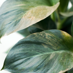 Indoor plant with large leaves