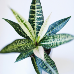 Indoor plants that don’t need sunlight