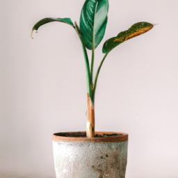 Indoor plants that don’t need sunlight