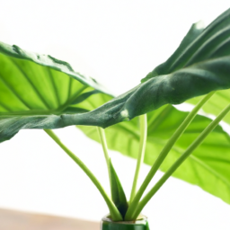 Indoor plants tropical