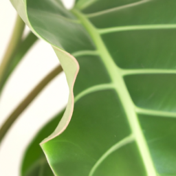 Indoor plants tropical