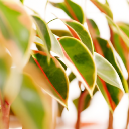 Indoor window plants