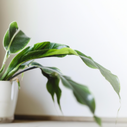 Indoor window plants