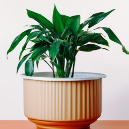 Large pot for indoor plant