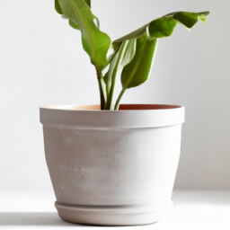 Large pot for indoor plant