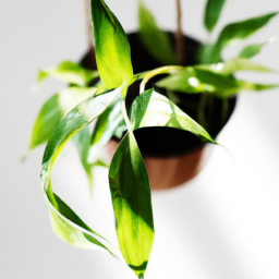 What Indoor Plants Clean the Air