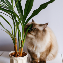 Which Indoor Plants Are Safe for Cats
