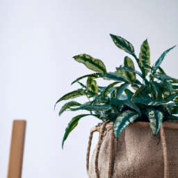 Why Indoor Plants Are Good
