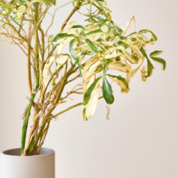 Why Indoor Plants Are Good