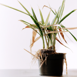 Why Indoor Plants Don’t Need Sunlight