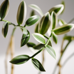 Are Indoor Plants Safe