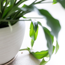 Difference Between Indoor Plants and Outdoor Plants