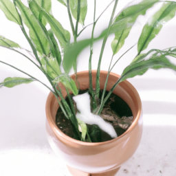 Difference Between Indoor Plants and Outdoor Plants