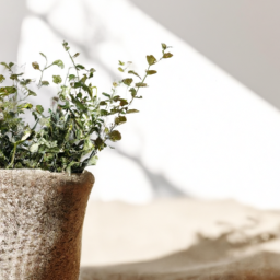 Do Plants Grow Better Indoors or Outdoors