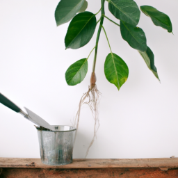 Do Plants Grow Better Indoors or Outdoors