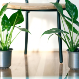 Indoor Plants Benefits
