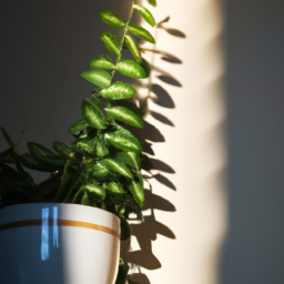 Indoor Plants Direct Sunlight