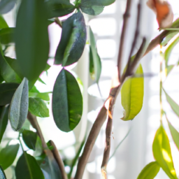 Indoor Plants East Facing Window