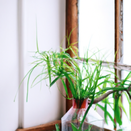 Indoor Plants East Facing Window