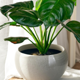 Indoor Plants Hard to Kill