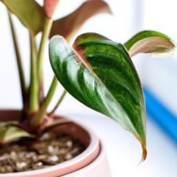 Indoor Plants Hard to Kill