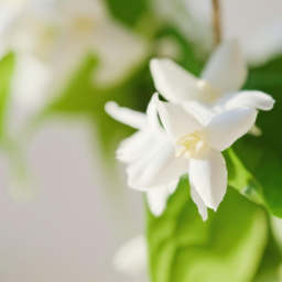 Indoor Plants Jasmine